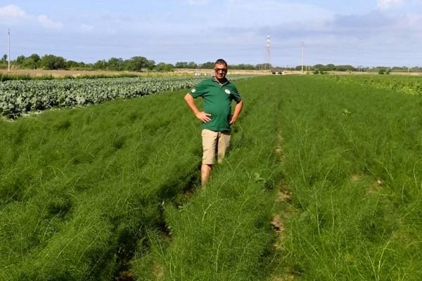 «Ecco perché scommettiamo sul finocchio estivo»